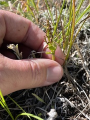 Botrychium lanceolatum