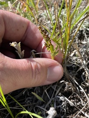 Botrychium lanceolatum