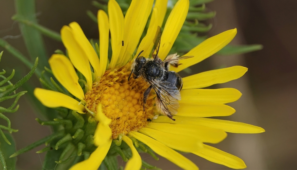 Apine Bees from Nanaimo, BC, Canada on August 10, 2022 at 09:43 AM by ...