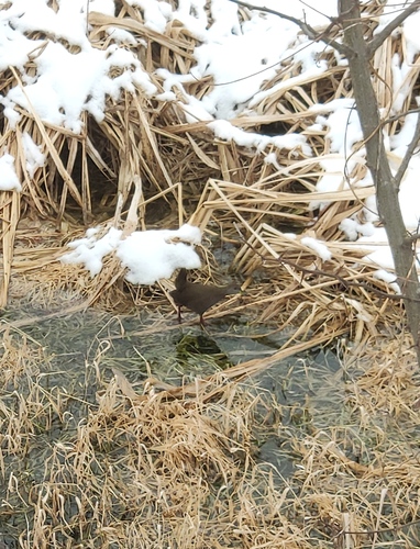 Brown Crake