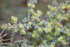 Maireana pyramidata