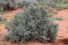 Maireana pyramidata