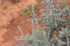 Maireana pyramidata
