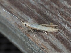 Coleophora rupestrella