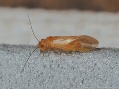 Valenzuela pinicola