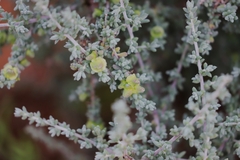Maireana pyramidata