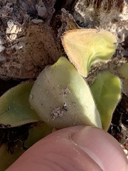 Primula pauciflora shoshonensis