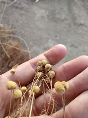 Oncosiphon pilulifer