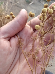 Oncosiphon pilulifer