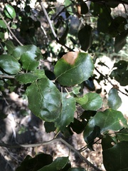 Quercus agrifolia