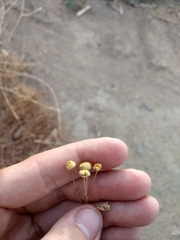 Oncosiphon pilulifer
