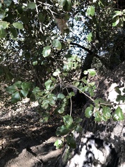 Quercus agrifolia