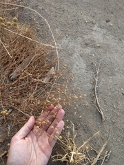 Oncosiphon pilulifer