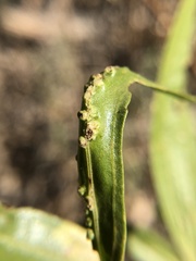 Aceria baccharices