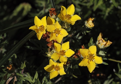 Shrubby Cinquefoil seedling