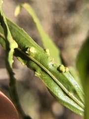 Aceria baccharices