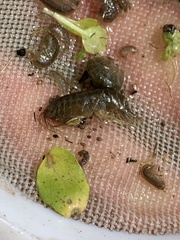 Gammarus lacustris