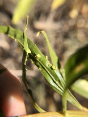 Aceria baccharices