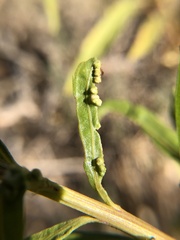 Aceria baccharices