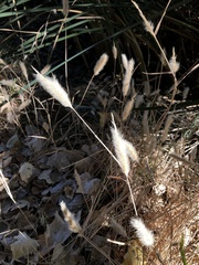 Polypogon monspeliensis
