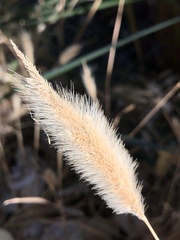 Polypogon monspeliensis