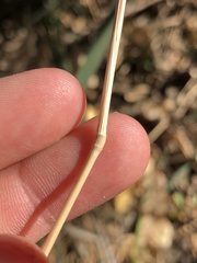 Polypogon monspeliensis