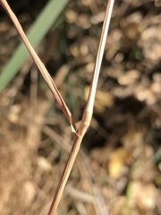 Polypogon monspeliensis