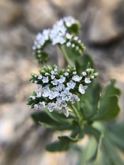 Heliotropium curassavicum