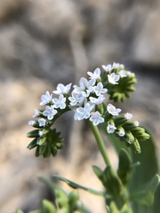 Heliotropium curassavicum