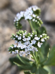 Heliotropium curassavicum