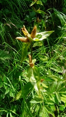 Gentiana punctata