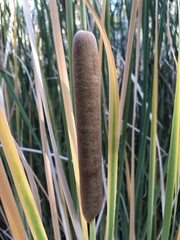 Typha domingensis