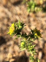 Centromadia pungens
