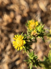 Centromadia pungens