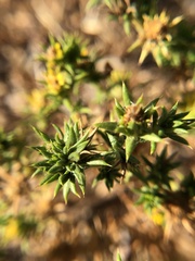 Centromadia pungens