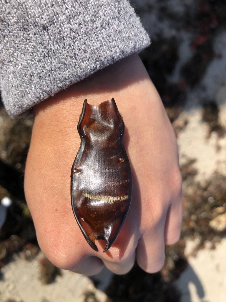 Saddled Catshark