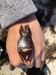 Saddled Catshark photo 1