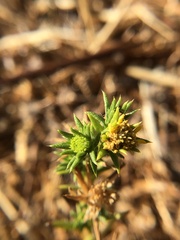 Centromadia pungens