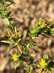 Centromadia pungens