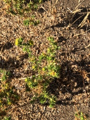Centromadia pungens