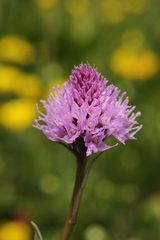 Traunsteinera globosa