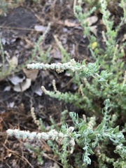 Extriplex californica