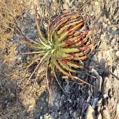 Hechtia glomerata