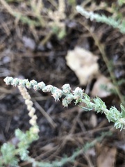 Extriplex californica
