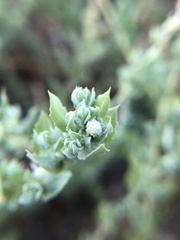 Extriplex californica