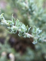 Extriplex californica