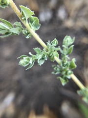 Extriplex californica