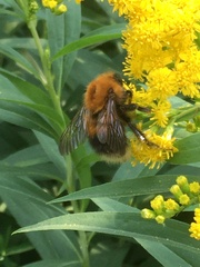 Bombus hypnorum