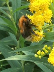 Bombus hypnorum