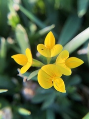 Lotus tenuis